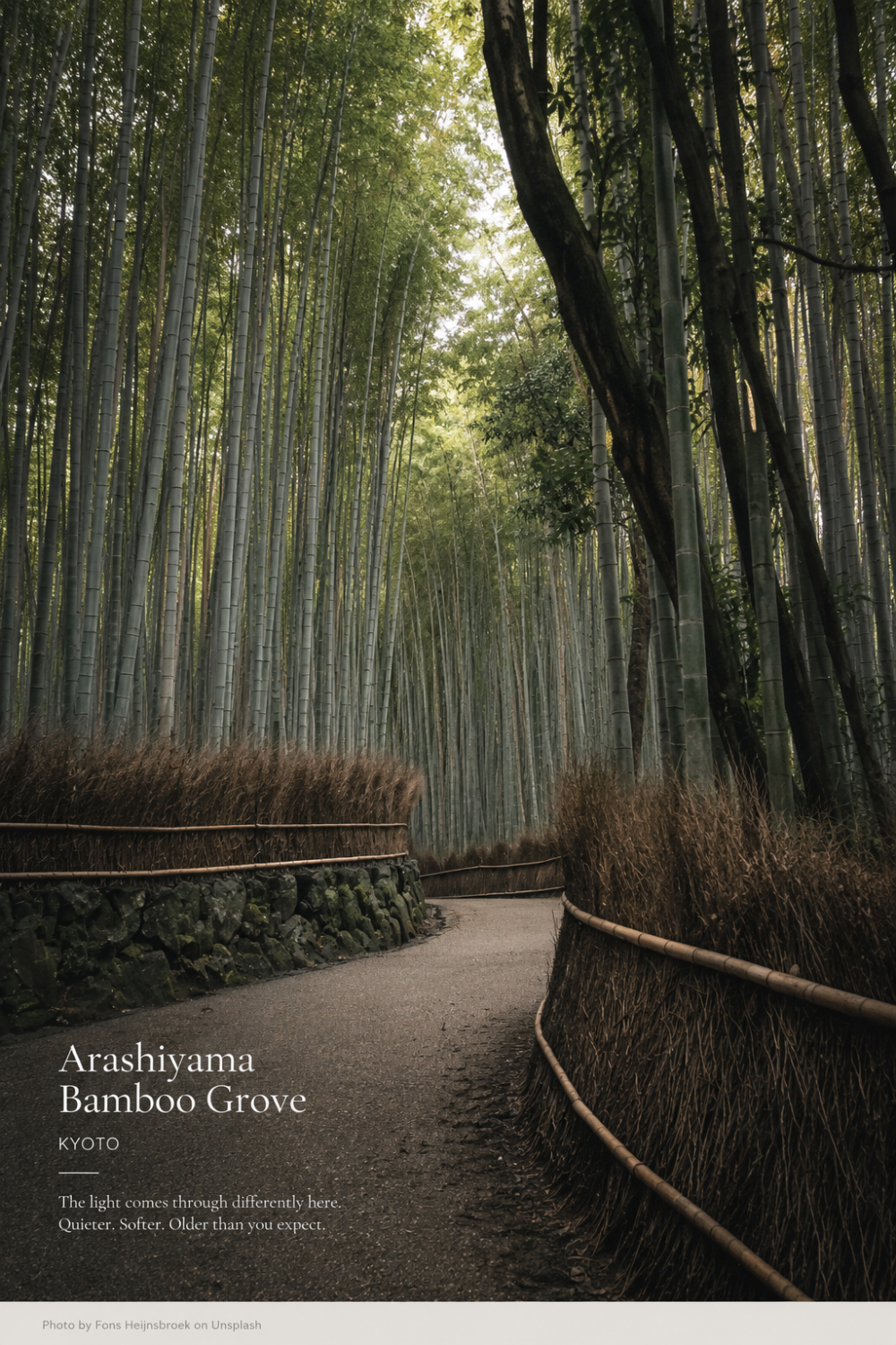 Arashiyama Bamboo Grove Kyoto morning light